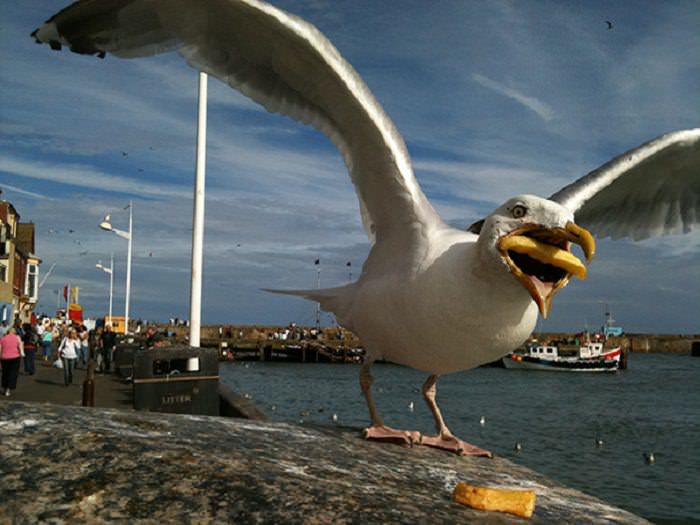 animales comiendo