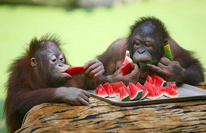 animales comiendo