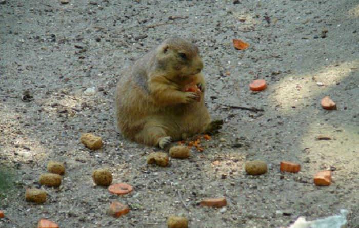 animales comiendo