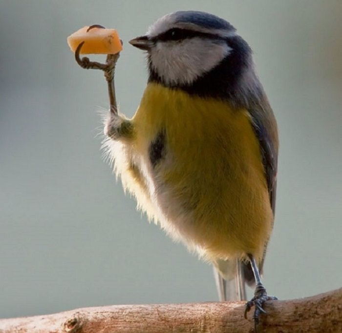 animales comiendo