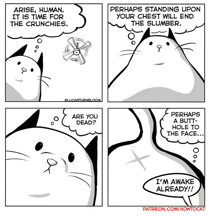 cat-comic