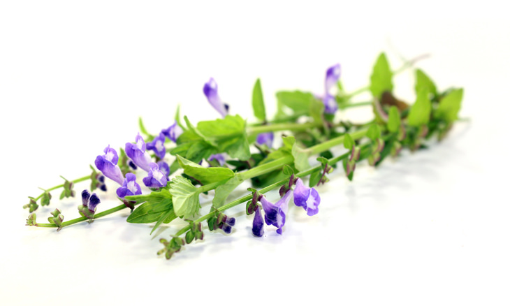 The Skullcap Plant: A Guide to Health Benefits