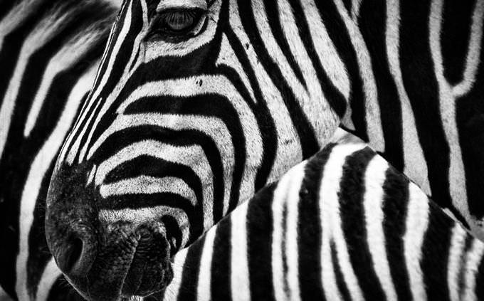 A zebra
