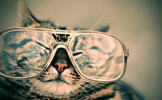 A cat wearing glasses