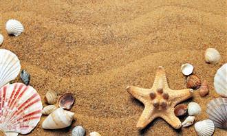 Seashells on a beach