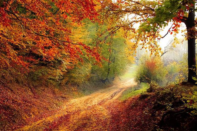 A path that passes under trees with green and red leaves