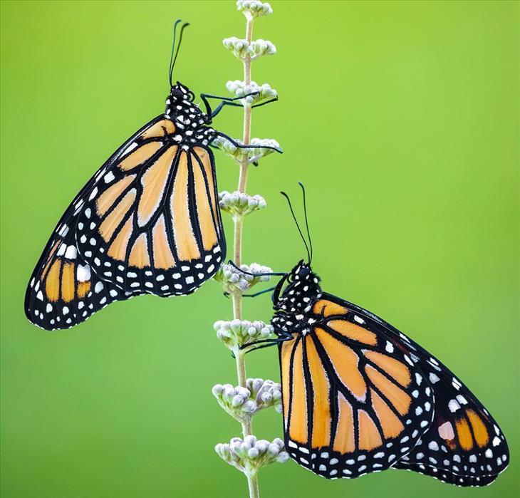 butterflies-imagebox