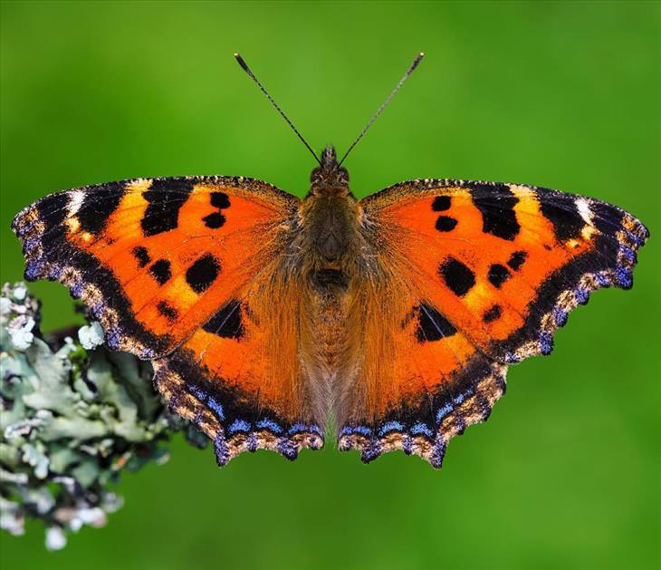 butterflies-imagebox
