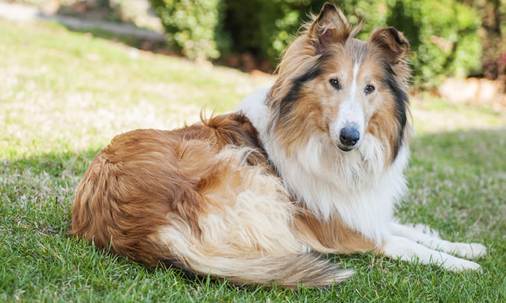 most-loyal-dog-breeds