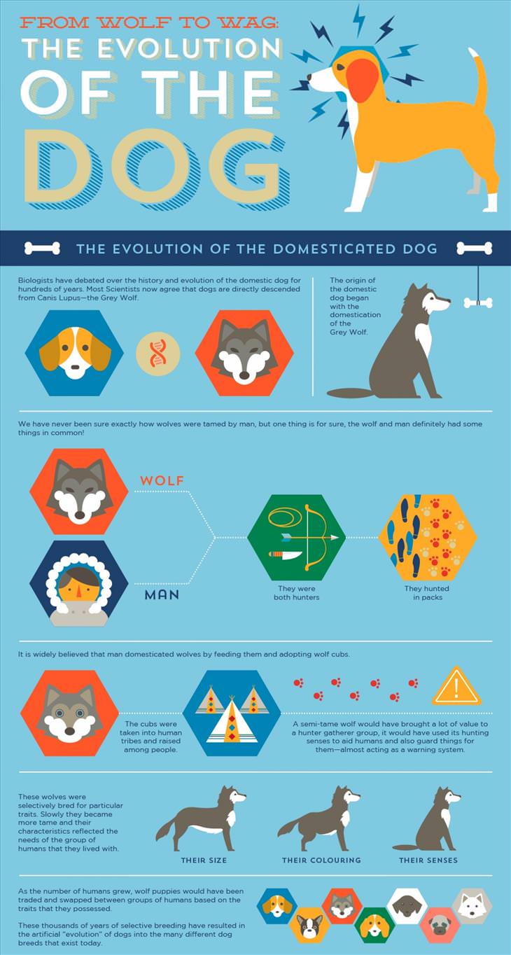 The Evolution of the Dog