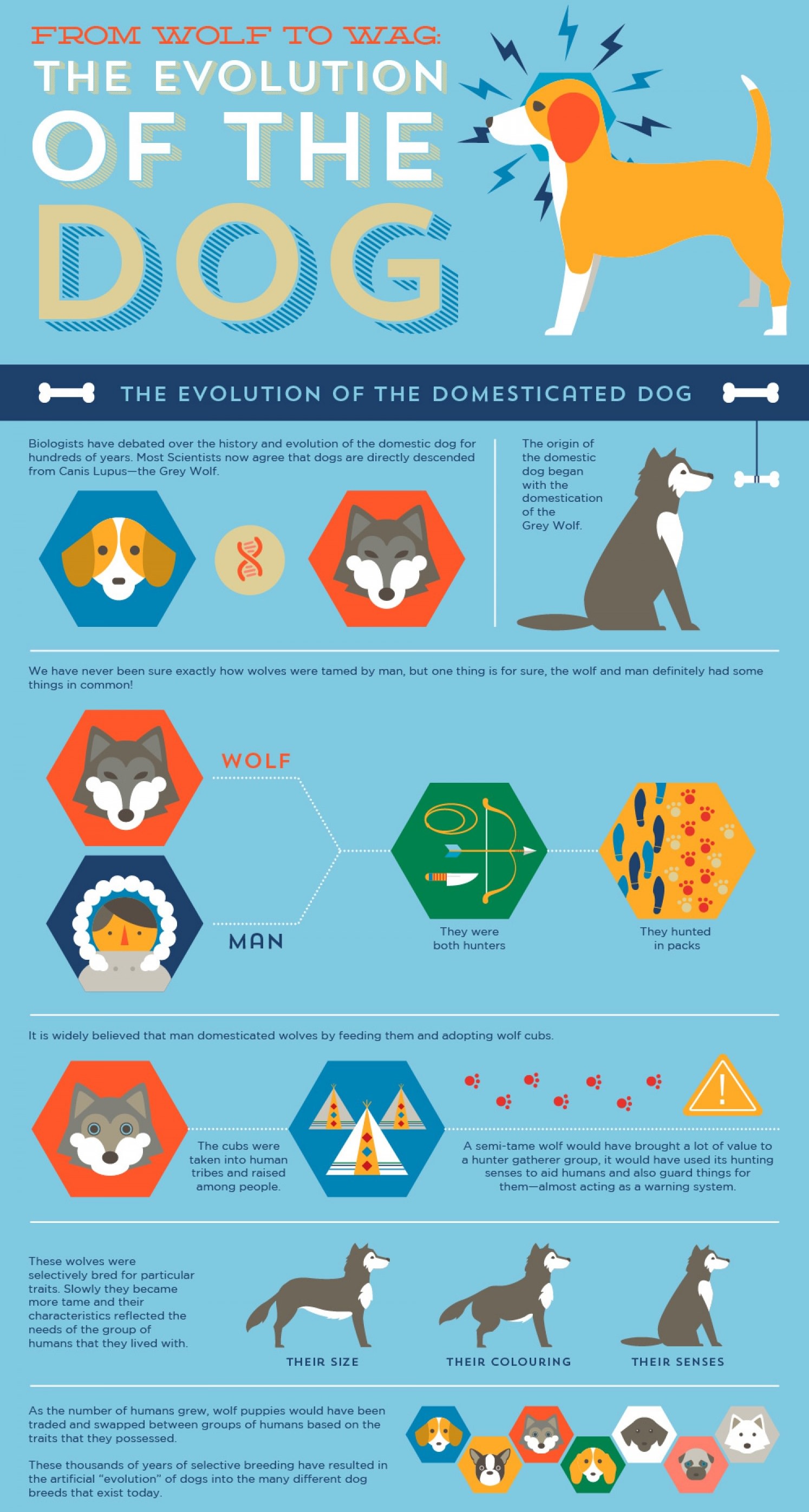how long ago did dogs evolve from wolves