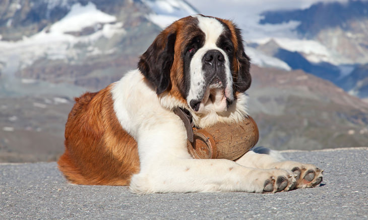 most-loyal-dog-breeds