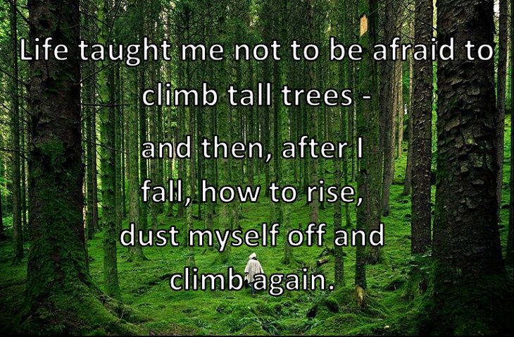 Life taught me not to be afraid to climb tall trees - and then, after I fall, how to rise, dust myself off and climb again. It taught me to enjoy the view seen from the top of every tree.