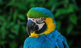 quiz: parrot