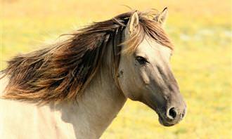 quiz: horse