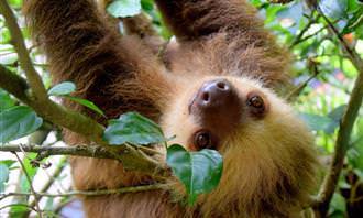 quiz: sloth