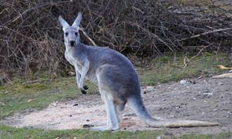 quiz: kangaroo
