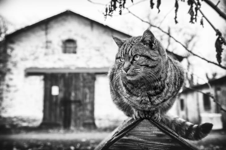 gato observando y de fondo una casa antigua