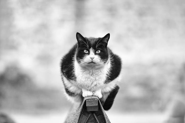 gato blanco con negro mirando fijamente