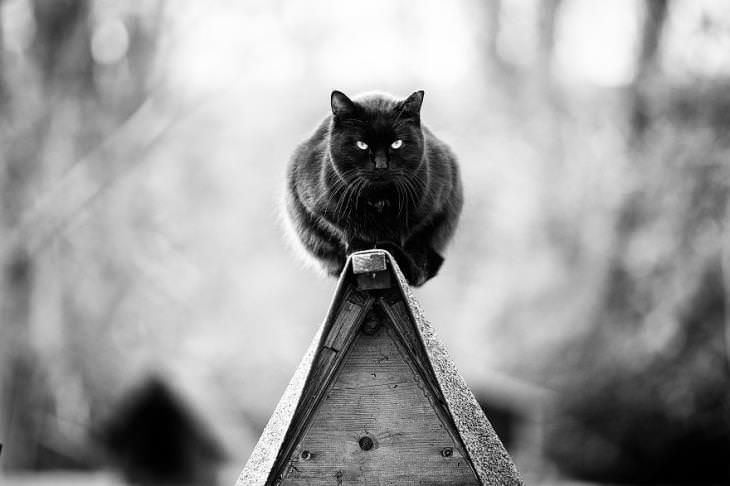 Gato negro mirando fijamente