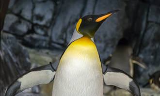 penguin