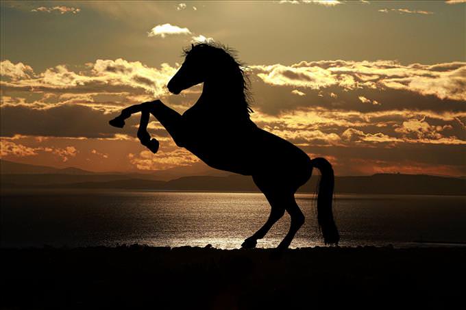 horse silhouette