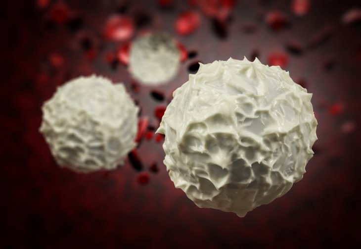 White Blood Cells