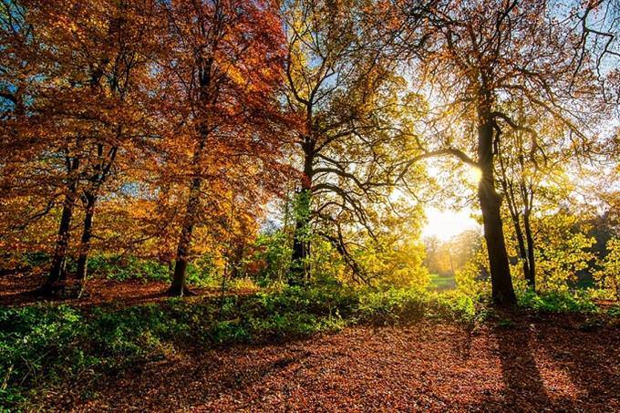 Sunrise through the trees