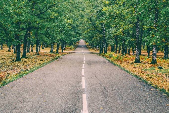 A road with trees on the sides