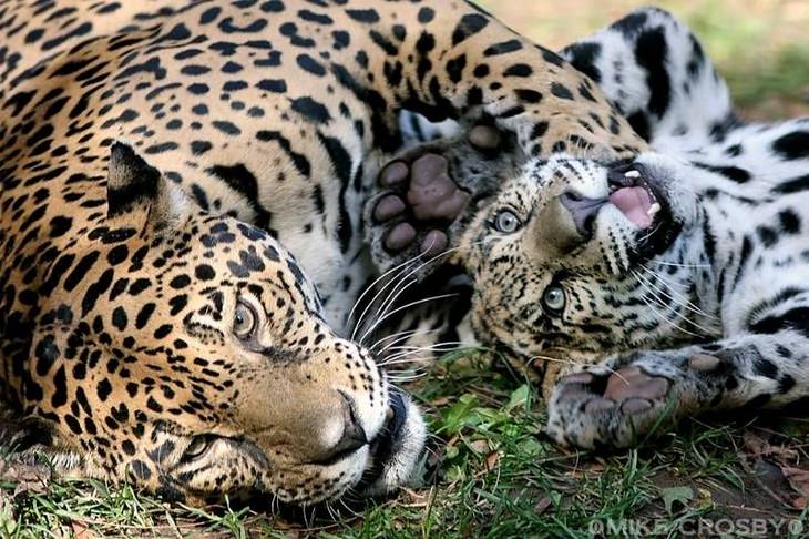 funny annoyed animals: baby jaguar plays with an adult jaguar