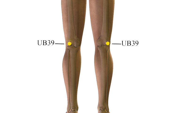 pressure points UB39 vertebrae
