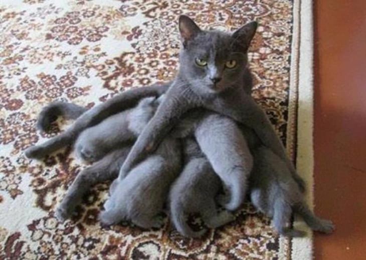 funny annoyed animals: kittens sleep on their mother