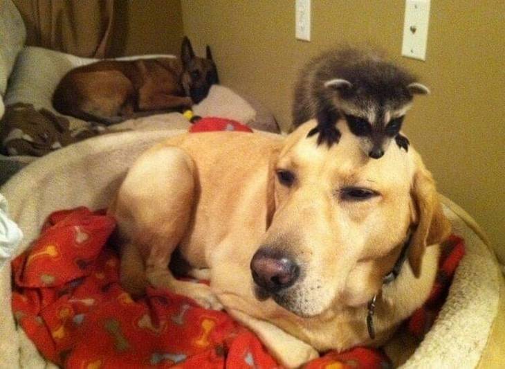 funny annoyed animals: baby raccoon sits on a labrador's head
