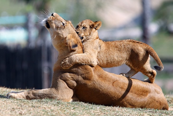 funny annoyed animals: lion cub plays with a lioness