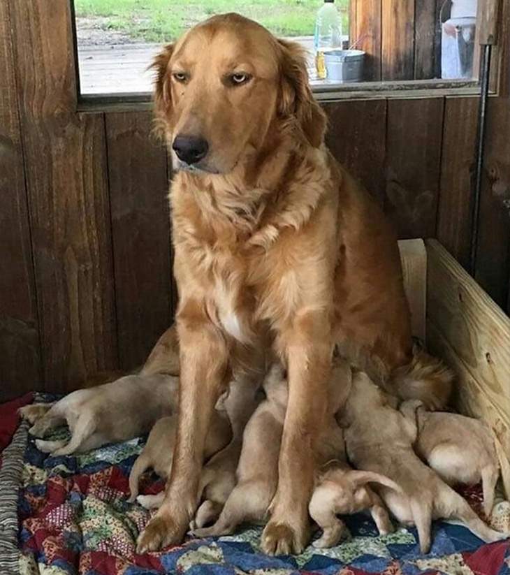 funny annoyed animals: mother retriever nurses her puppies