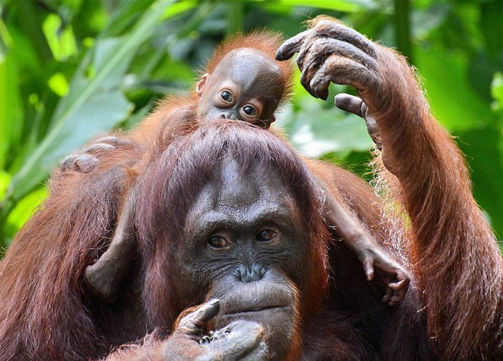 funny annoyed animals: baby orangutan sits on adult orangutan's back