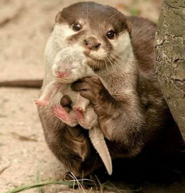 funny annoyed animals: adult otter holds baby otter in its paws