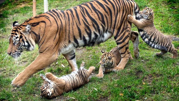 funny annoyed animals: tiger cubs play with adult tiger