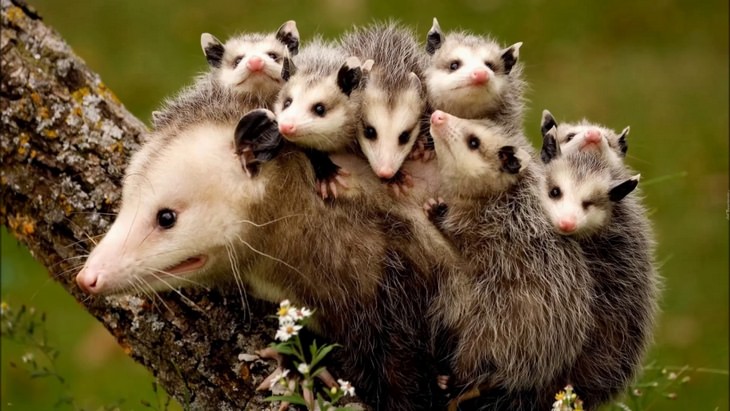 funny annoyed animals: baby opossums sit on an adult opossum 