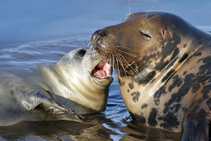 funny annoyed animals: baby seal plays with adult seal