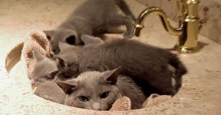 funny annoyed animals: cat and kittens lay in a sink