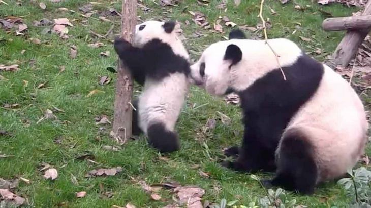 funny annoyed animals: adult panda bear scruffs panda cub