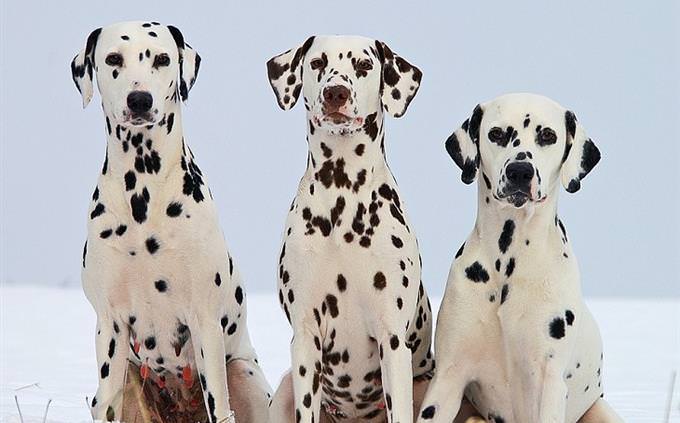 3 Dalmatians