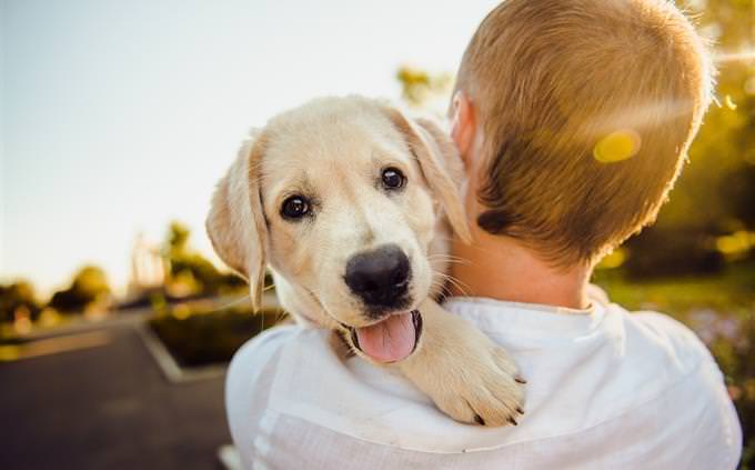 A happy dog