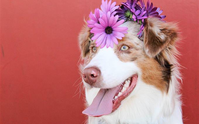 A dog with a crown of flowers on its head