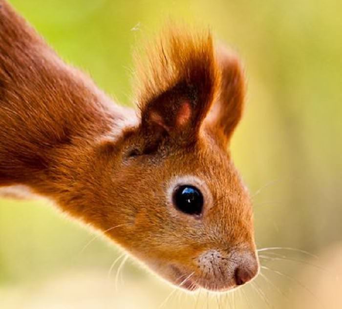 These 18 Redheaded animals Will Make Your Day!