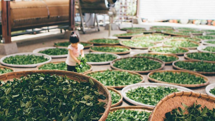 tea leaves are being dried out in baskets