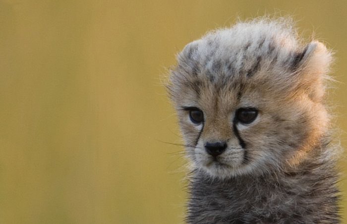 10 Adorable Predatory Babies