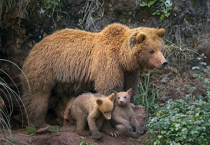 animal babies