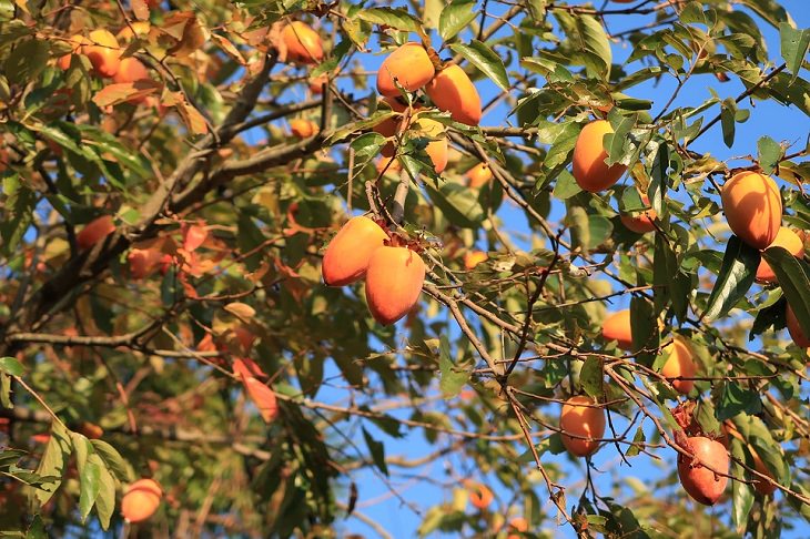 persimmon